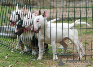 Photos supplémentaires: Mini-bull terriers