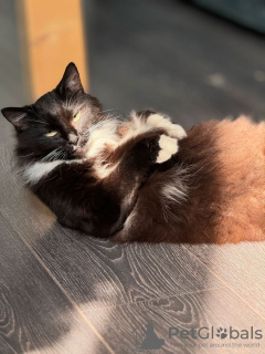 Photos supplémentaires: Le chat charismatique Eraser est entre de bonnes mains fiables.