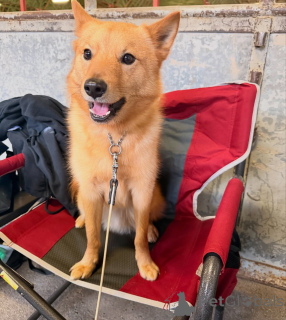 Photo №1. spitz finlandais - à vendre en ville de Alavus | 581€ | Annonce №164330