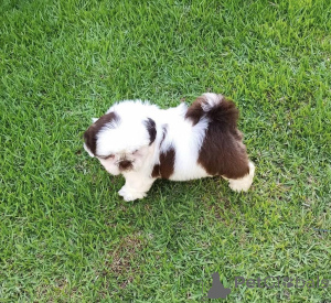 Photo №2 de l'annonce № 139012 de la vente caniche (jouet), shih tzu - acheter à Pologne annonce privée, éleveur