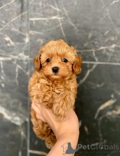 Photo №1. maltipu - à vendre en ville de Berlin | 1000€ | Annonce №139079