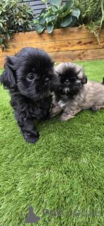 Photo №3. Chiots Shih Tzu à vendre. Pays Bas