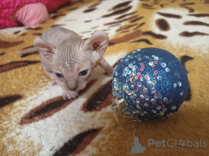 Photo №4. Je vais vendre sphynx en ville de Krivoy Rog. annonce privée - prix - 198€