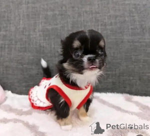 Photo №2 de l'annonce № 152215 de la vente chihuahua - acheter à La finlande annonce privée, éleveur