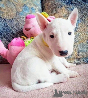 Photo №1. bull terrier - à vendre en ville de Sofia | négocié | Annonce №175977