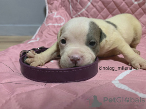 Photo №3. Chiot American Bully XL. Serbie