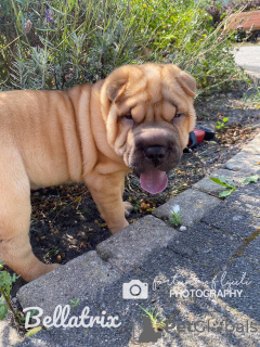 Photos supplémentaires: 3 szczenięta Shar Pei na sprzedaż