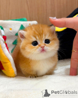 Photo №1. british shorthair - à vendre en ville de Berlin | négocié | Annonce № 165877