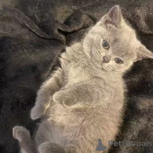 Photo №2 de l'annonce № 167270 de la vente british shorthair - acheter à Allemagne annonce privée