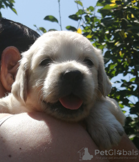 Photos supplémentaires: chiots golden retriever