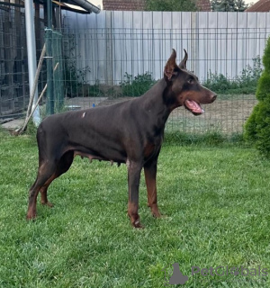 Photos supplémentaires: Chiots Dobermann