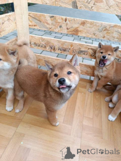 Photo №1. shiba - à vendre en ville de Kruševac | négocié | Annonce №165168