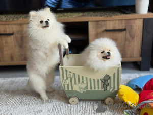 Photo №1. yorkshire terrier - à vendre en ville de Helsinki | Gratuit | Annonce №165321