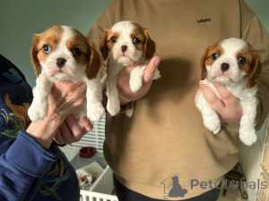 Photo №2 de l'annonce № 165552 de la vente cavalier king charles spaniel - acheter à La Grande-Bretagne annonce privée, éleveur