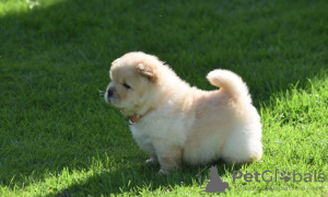 Photo №4. Je vais vendre chow-chow en ville de Germersheim.  - prix - 331€