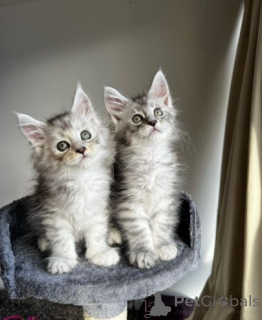 Photo №1. maine coon - à vendre en ville de Żywiec | 564€ | Annonce № 158958