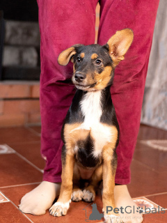 Photo №2 de l'annonce № 169143 de la vente chien bâtard - acheter à Fédération de Russie annonce privée