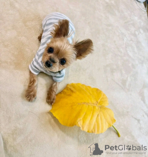 Photo №1. yorkshire terrier - à vendre en ville de Ohio City | Gratuit | Annonce №123122