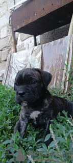 Photo №1. cane corso - à vendre en ville de Tiraspol | 331€ | Annonce №56193