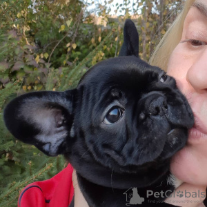 Photo №3. Vente de chiots bouledogue français.. Allemagne