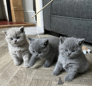 Photo №1. british shorthair - à vendre en ville de Pays de Galles | 400€ | Annonce № 173493