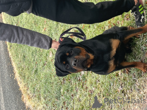 Photo №3. Rottweiler en Pologne. Annonce № 135396