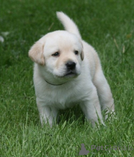Photo №1. golden retriever - à vendre en ville de Båstad | 319€ | Annonce №143861