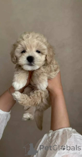 Photo №3. Minuscules chiots maltipoo doux, intelligents et pleins de joie!. Allemagne