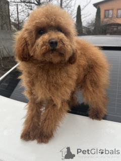 Photo №1. caniche (jouet) - à vendre en ville de Kiev | 1500€ | Annonce №160236