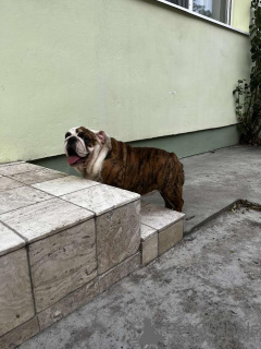Photo №2 de l'annonce № 71608 de la vente bulldog anglais - acheter à Serbie éleveur