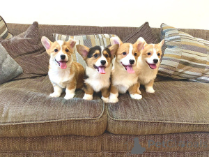 Photo №4. Je vais vendre welsh corgi en ville de Silkeborg. annonce privée, éleveur - prix - 1600€