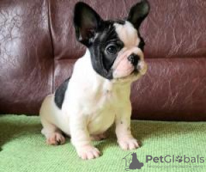 Photo №1. bouledogue - à vendre en ville de Saarbrücken | 414€ | Annonce №128708