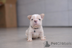 Photo №4. Je vais vendre bouledogue en ville de Minsk. de la fourrière, éleveur - prix - 2839€