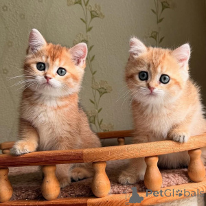 Photo №3. Voici votre intro réconfortante 