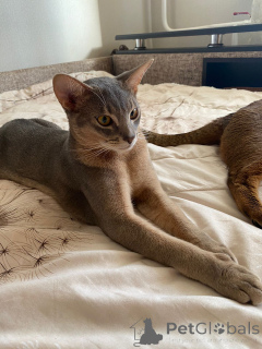 Photo №2 de l'annonce № 149033 de la vente abyssin - acheter à Fédération de Russie de la fourrière, éleveur