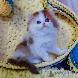 Photo №3. Chatons exotiques British Shorthair à vendre. La Grande-Bretagne