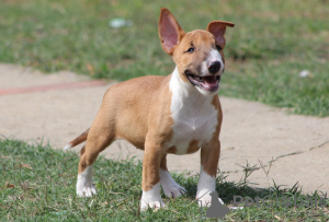 Photos supplémentaires: Chiots Mini Bull Terrier