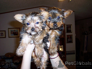 Photo №1. yorkshire terrier - à vendre en ville de Aberts | négocié | Annonce №174689