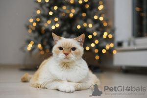 Photos supplémentaires: Le charmant chat blanc Donut est à la recherche d'un foyer et d'une famille