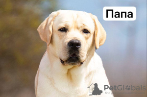 Photo №3. Chiot labrador. Monténégro