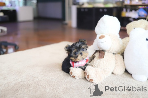 Photo №1. yorkshire terrier - à vendre en ville de Colorado City | 285€ | Annonce №152832