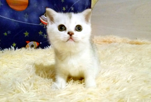 Photo №2 de l'annonce № 3944 de la vente scottish straight - acheter à Fédération de Russie de la fourrière