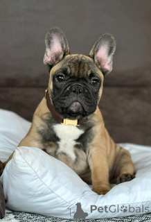 Photo №2 de l'annonce № 174694 de la vente bouledogue - acheter à Espagne 