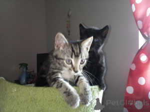 Photo №1. american shorthair - à vendre en ville de Bernburg | 350€ | Annonce № 173623
