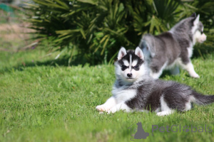 Photo №1. husky de sibérie - à vendre en ville de Helsinki | Gratuit | Annonce №167139
