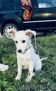 Photo №4. Je vais vendre  en ville de Blagoveshchensk. annonce privée - prix - Gratuit