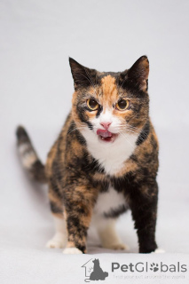 Photo №2 de l'annonce № 166041 de la vente  - acheter à Fédération de Russie annonce privée