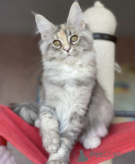 Photo №1. maine coon - à vendre en ville de Baden-Baden | 965€ | Annonce № 163186