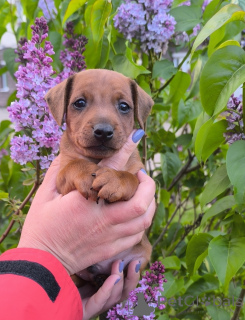 Photo №2 de l'annonce № 142423 de la vente pinscher nain - acheter à Biélorussie de la fourrière