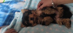 Photo №3. Chiots Yorkie. Israël